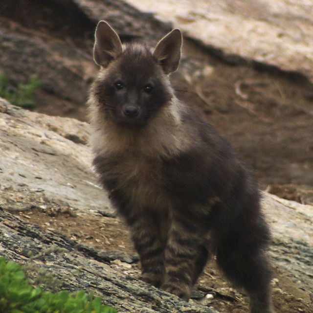 Hyena Coast