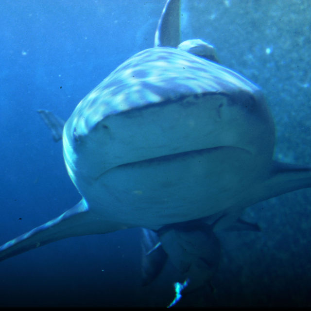 Shark Alley - valkohaiden väijytys