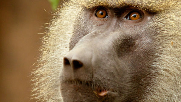 Secret Life Of Predators