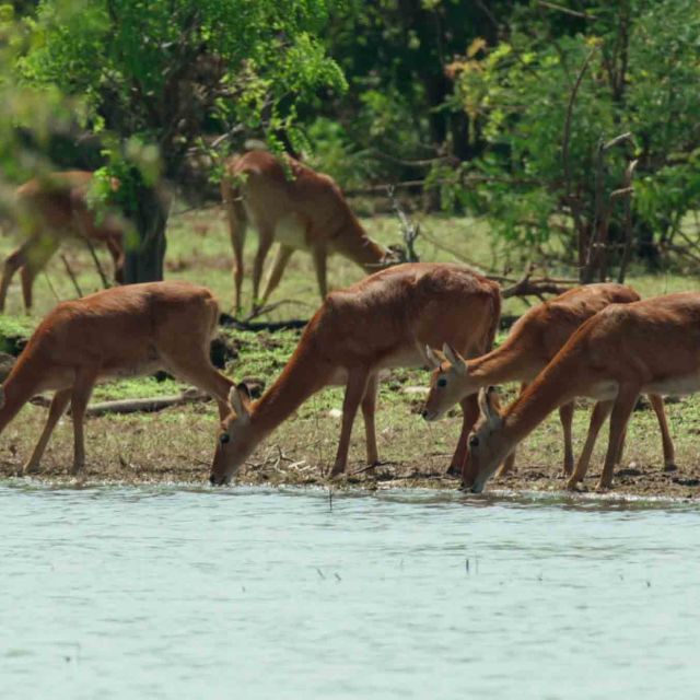 Africa's Blue Heart