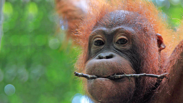 Borneos geheime Wildnis