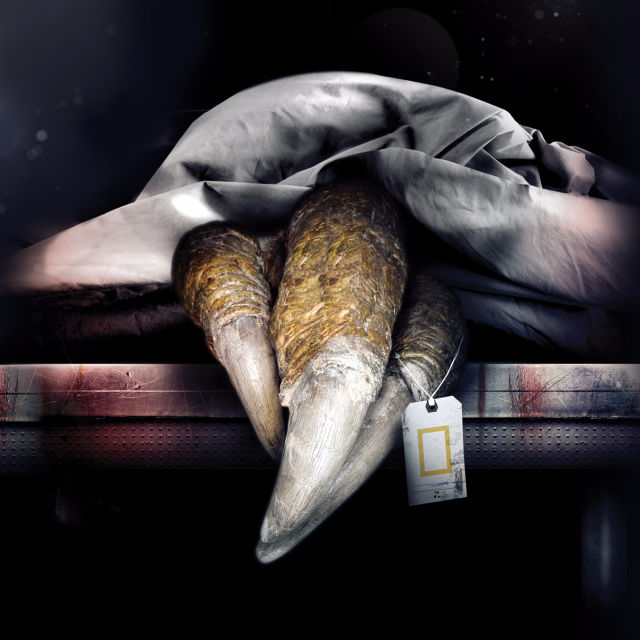 T. rex Autopsy