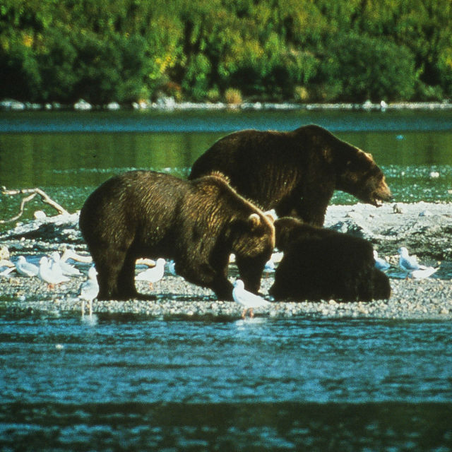 Kraina 10 000 niedźwiedzi grizzly