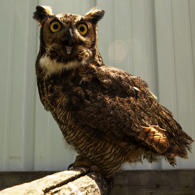 Wild Animal A&E