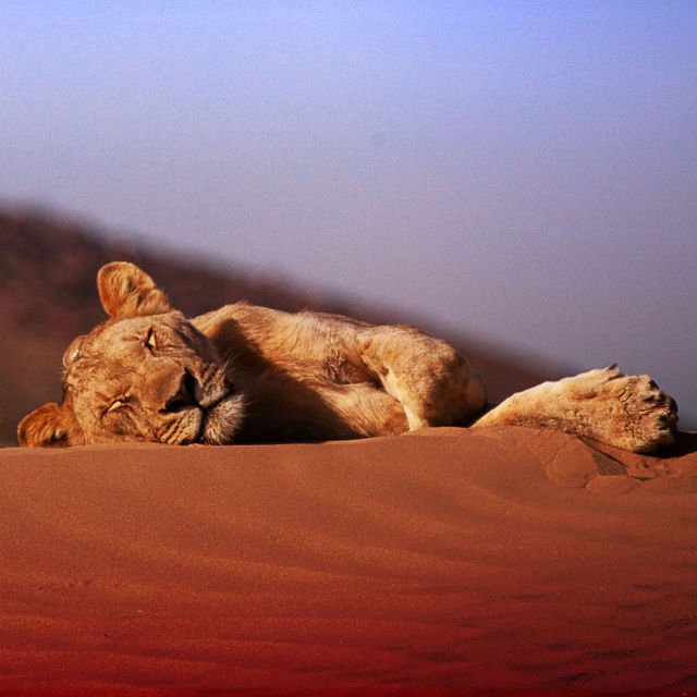 Vanishing Kings: Desert Lions of Namib
