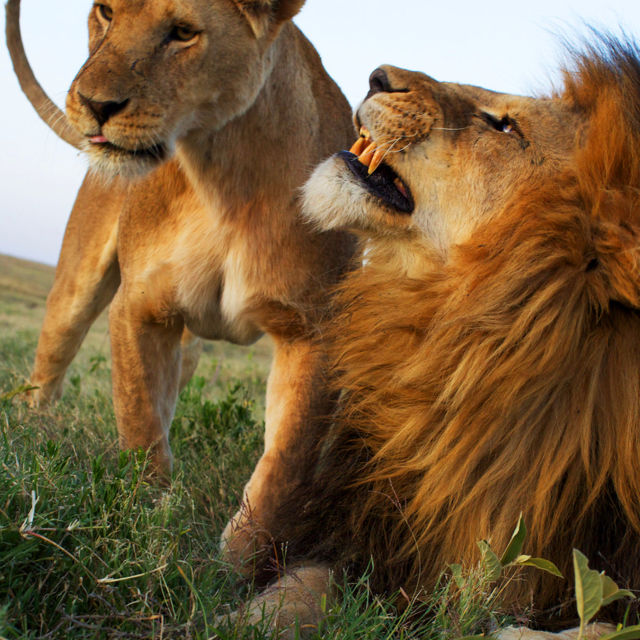 Game Of Lions