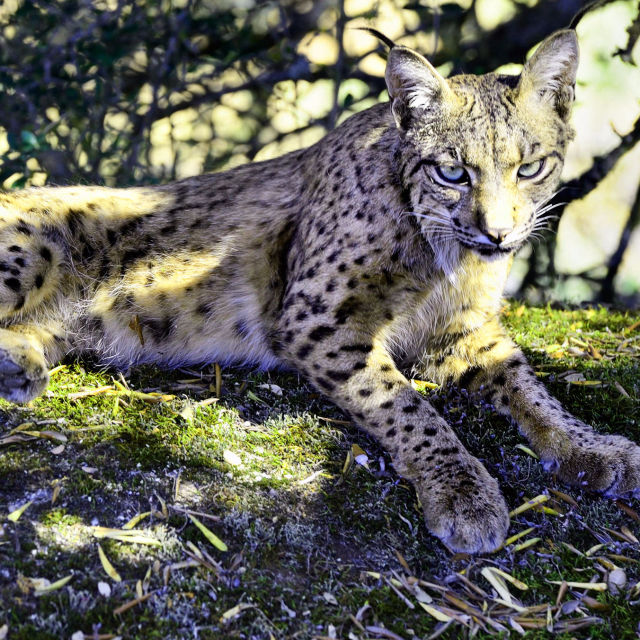 Wild Iberia: Mystery Of The Lynx
