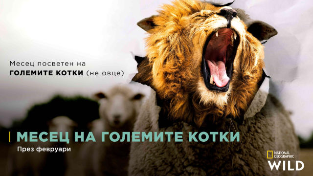 МЕСЕЦ НА ГОЛЕМИТЕ КОТКИ 2021