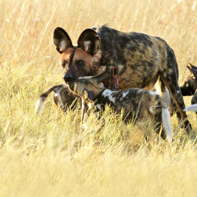 Най-големите съперници: котки срещу кучета