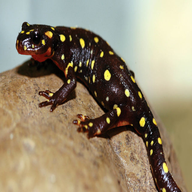 Дивата природа на Иран