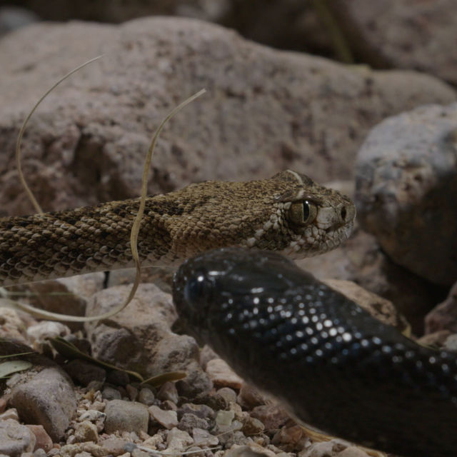 Най-смъртоносните животни на планетата: Супер змии