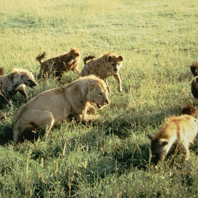 Заклети врагове: Лъвове и хиени