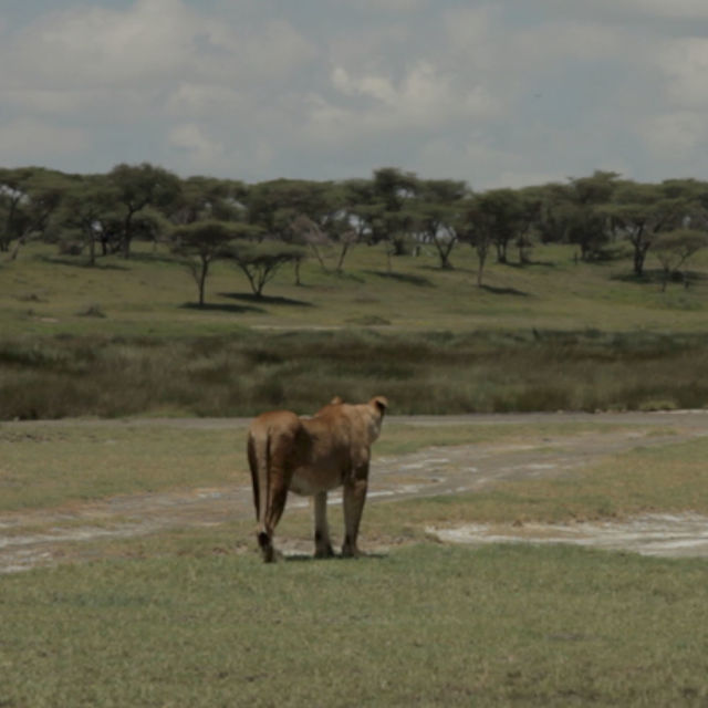 Войната на лъвовете