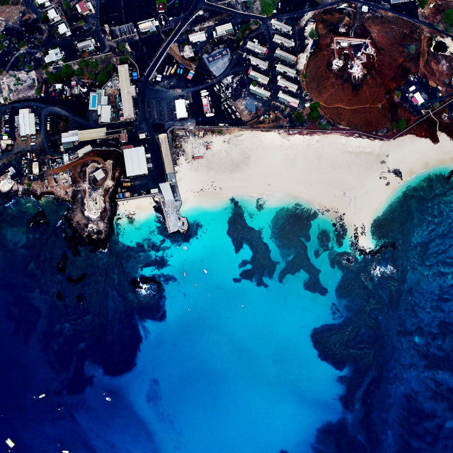 Акула срещу риба тон