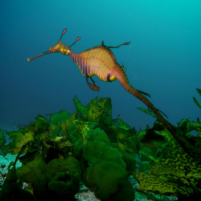 Дивите 24 часа