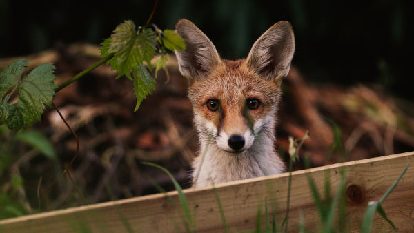 Klenoty evropské divočiny