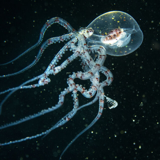 Pod hladinou oceánů