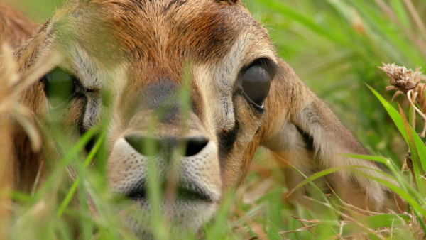 Africké noci - Objevte magický světadíl plný kontrastů