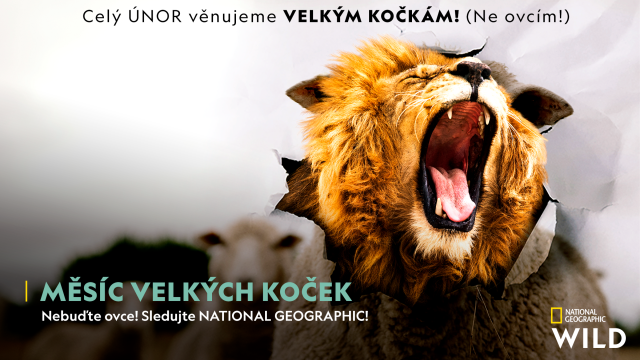 MĚSÍC VELKÝCH KOČEK 2021