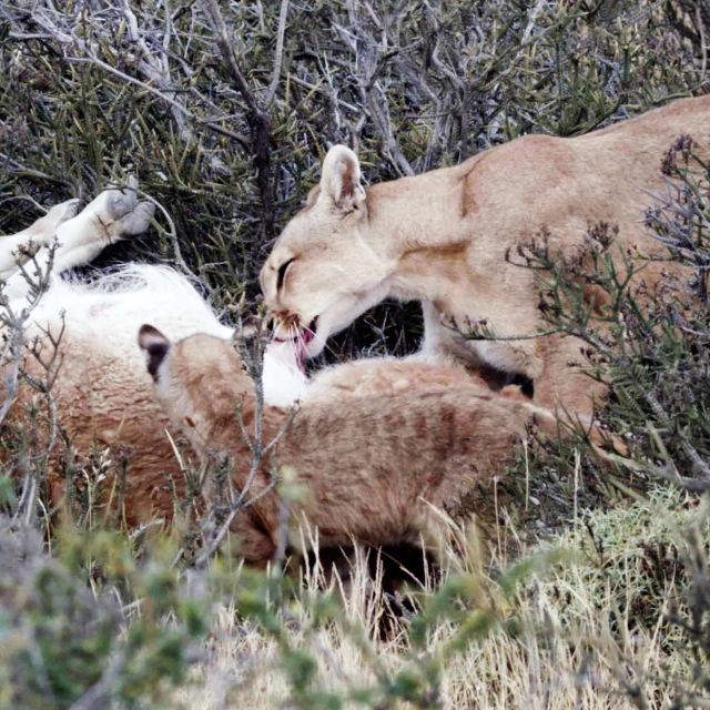 Člověk versus puma