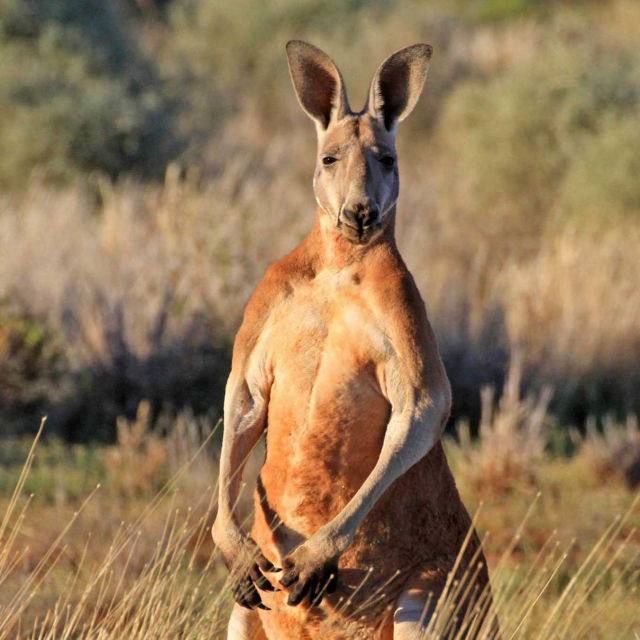 Divoká Austrálie: Král klokanů