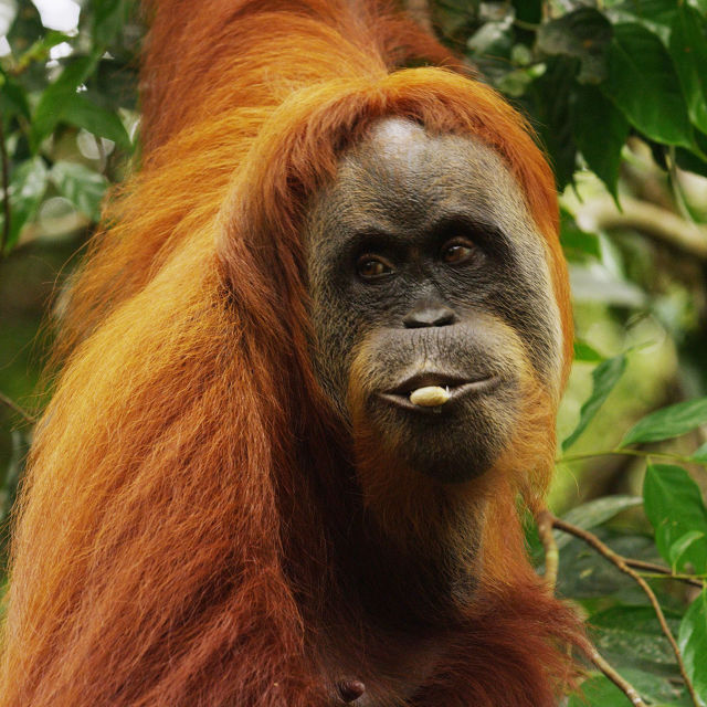 Poslední ráj orangutanů