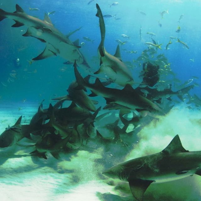 Žraloci na lovu: Honba