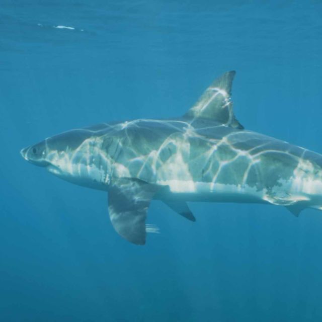 Život žraloka citrónového