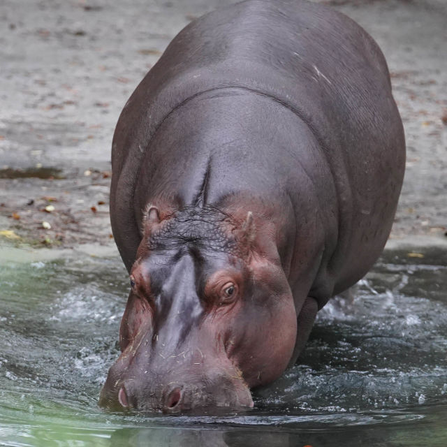 Disneyho říše zvířat