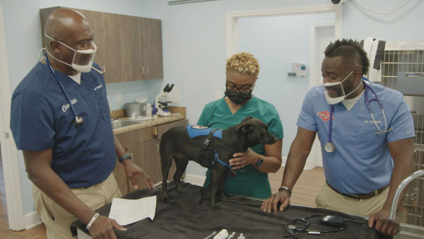 Příšerky v péči jižanských veterinářů