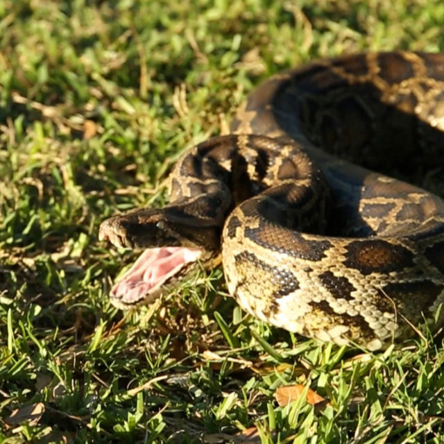 Python-Invasion