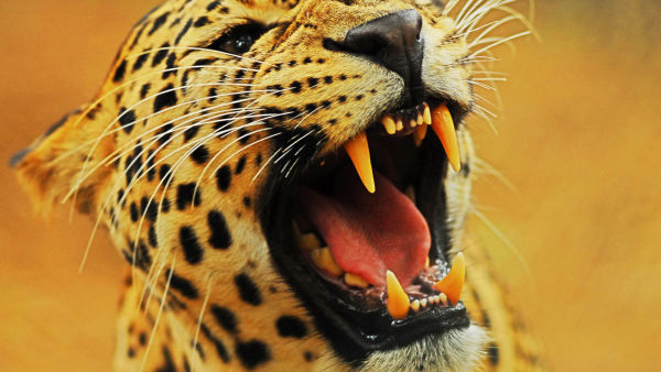 Raubkatzen - Geschickte Jäger