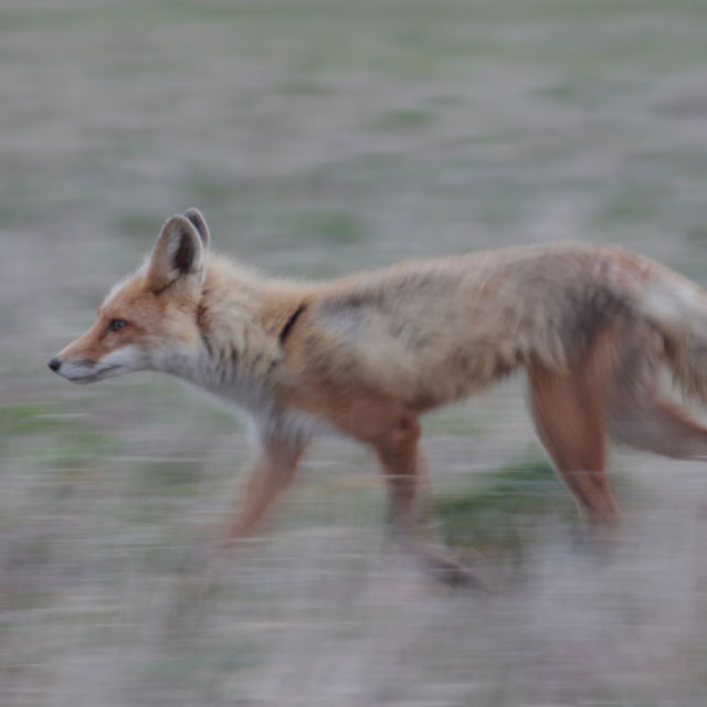 Alaskas Wildnis: Zwerge und Riesen