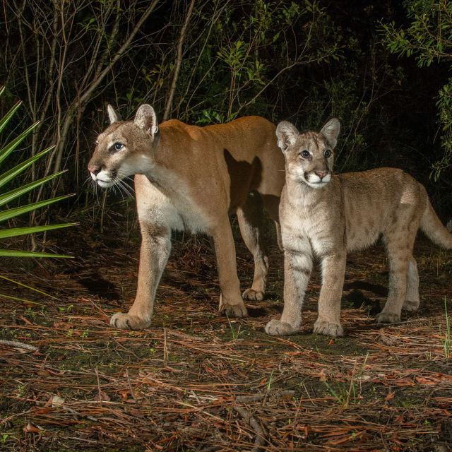 Die Rückkehr des Pumas