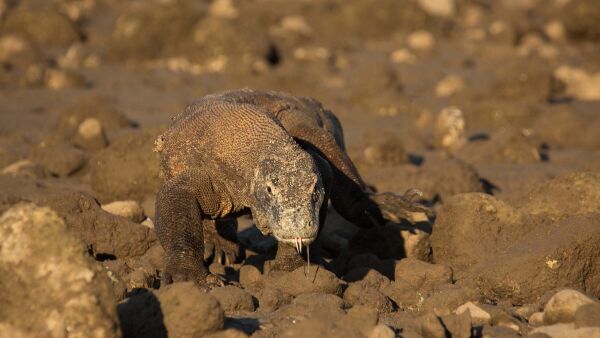 Ein Tag im Leben eines Komodowarans