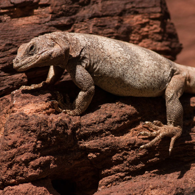 Planet der Reptilien