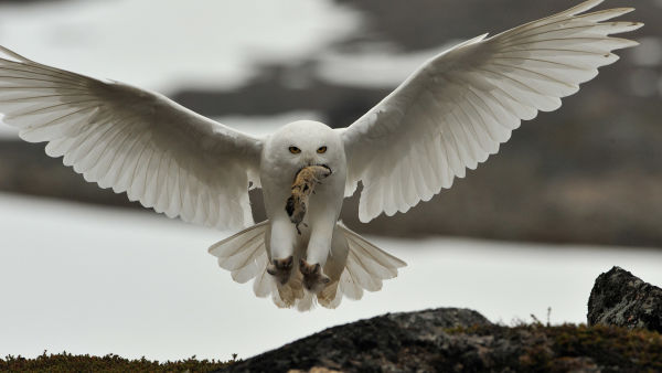 Norwegens Wildnis: Dem Winter entgegen