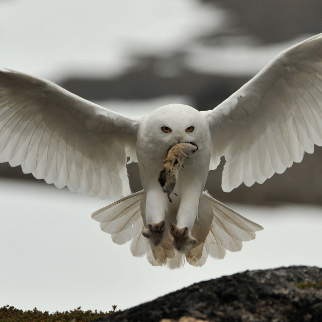 Norwegens Wildnis: Dem Winter entgegen