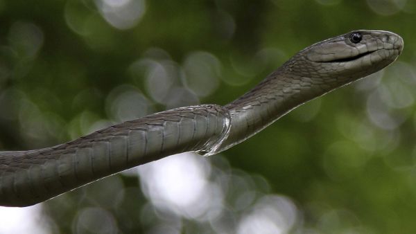 Raubtiere im Paradies