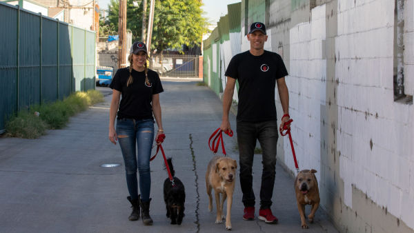 Zweite Chance für Hunde