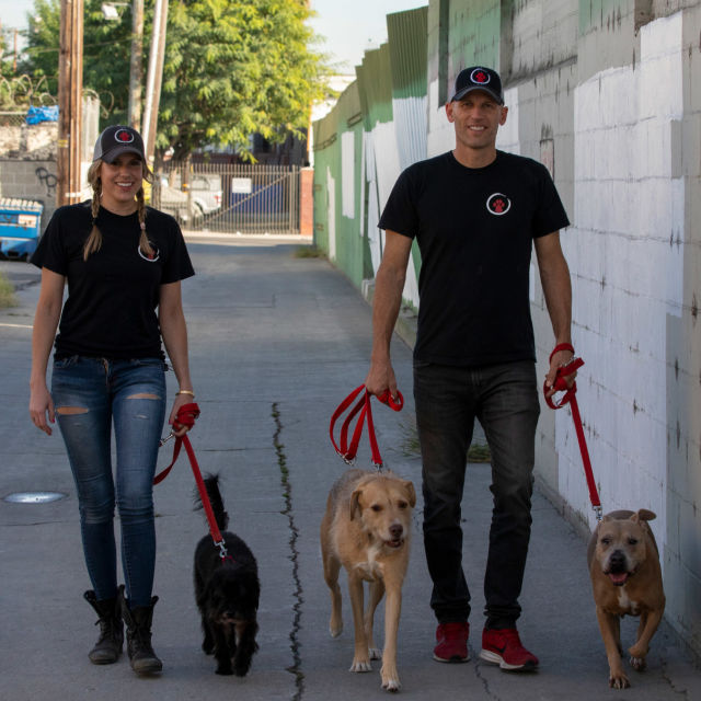 Zweite Chance für Hunde