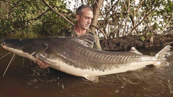 Die letzten Giganten: Riesenfische