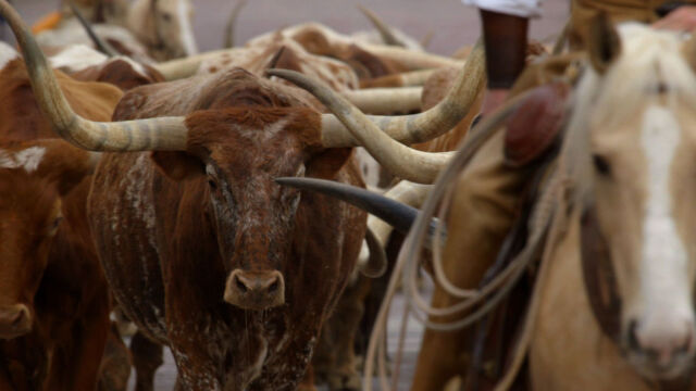 Vereinigte Staaten der Tierwelt
