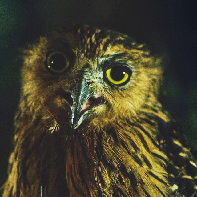 Tod bei Nacht: Die Jagd beginnt