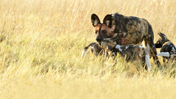 Ultimative rivaler: Katte vs hunde