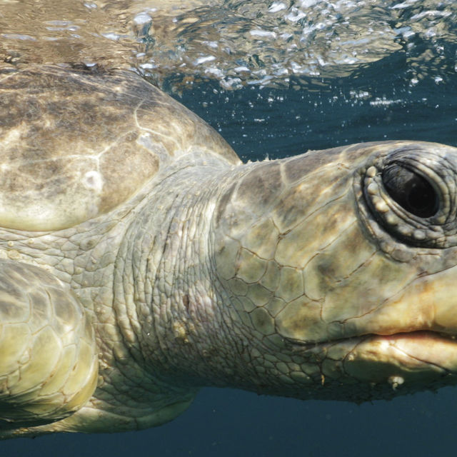 Jaguarkamp på stranden