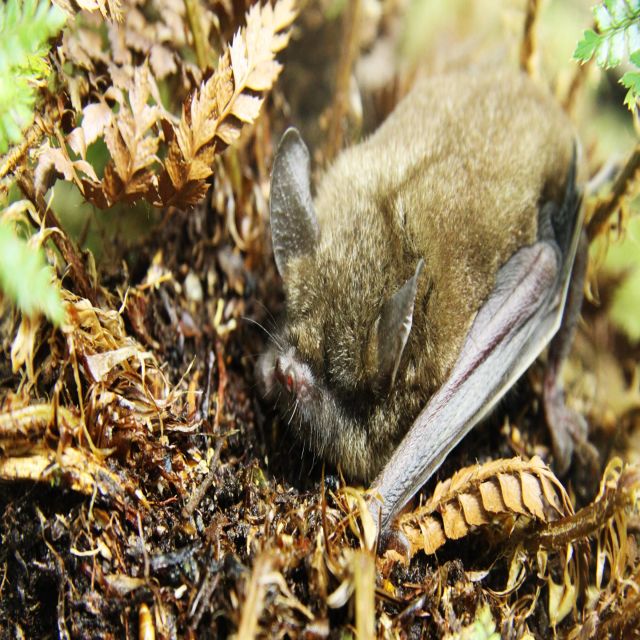 Det vilde New Zealand: Det tabte paradis