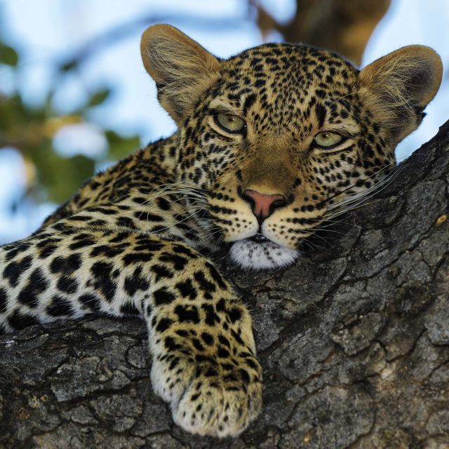 Leopardernes kongerige