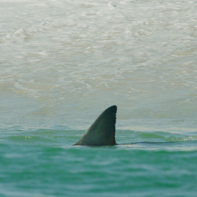 Return of the White Shark