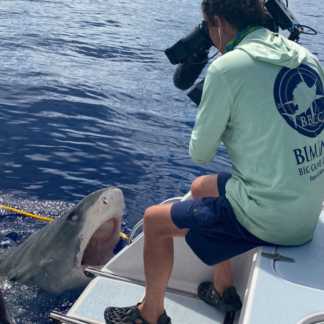 Sharkcano: Hawaii Sharkcano: Hawaii